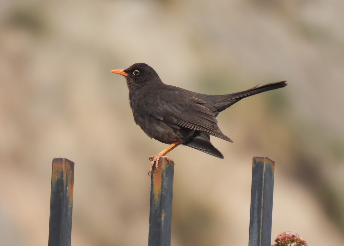 Дрозд-чигуанко - ML647126461