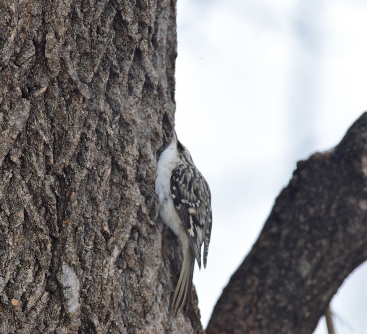 Brown Creeper - ML647126462