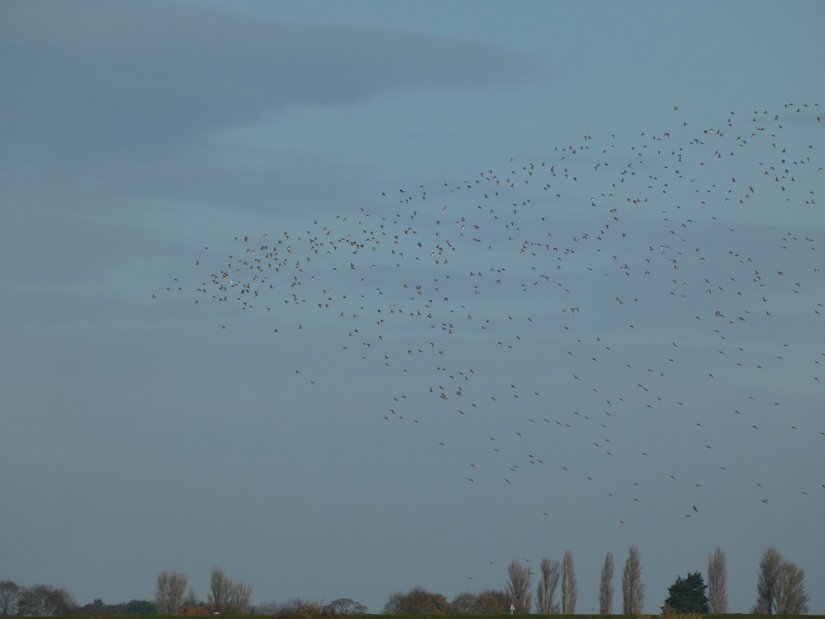 Сивка звичайна - ML647126471