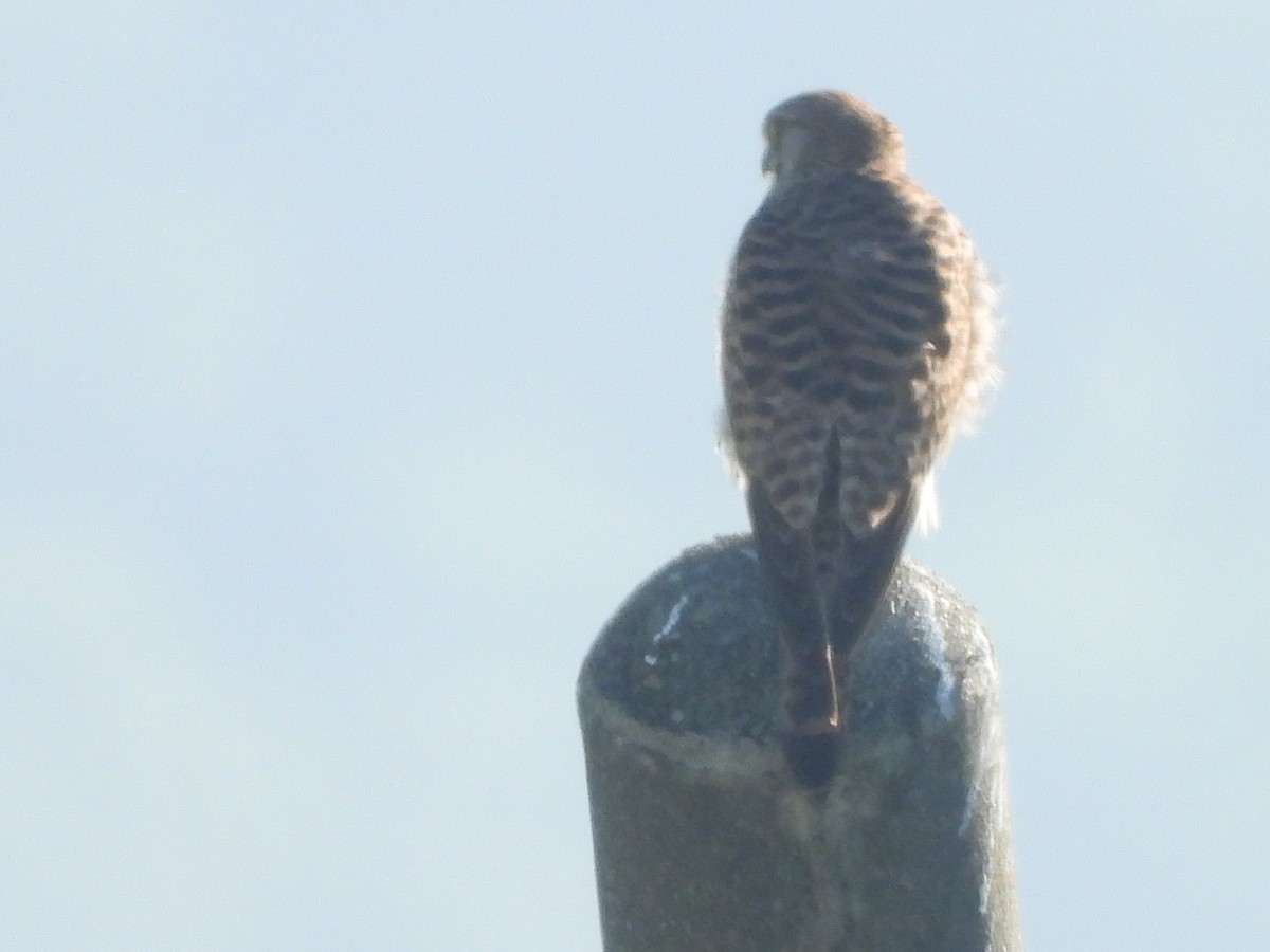 poštolka obecná - ML647126492