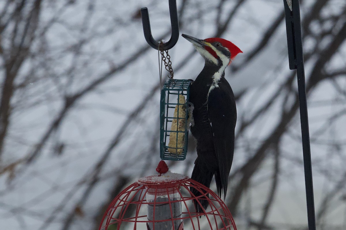 Pileated Woodpecker - ML647126496