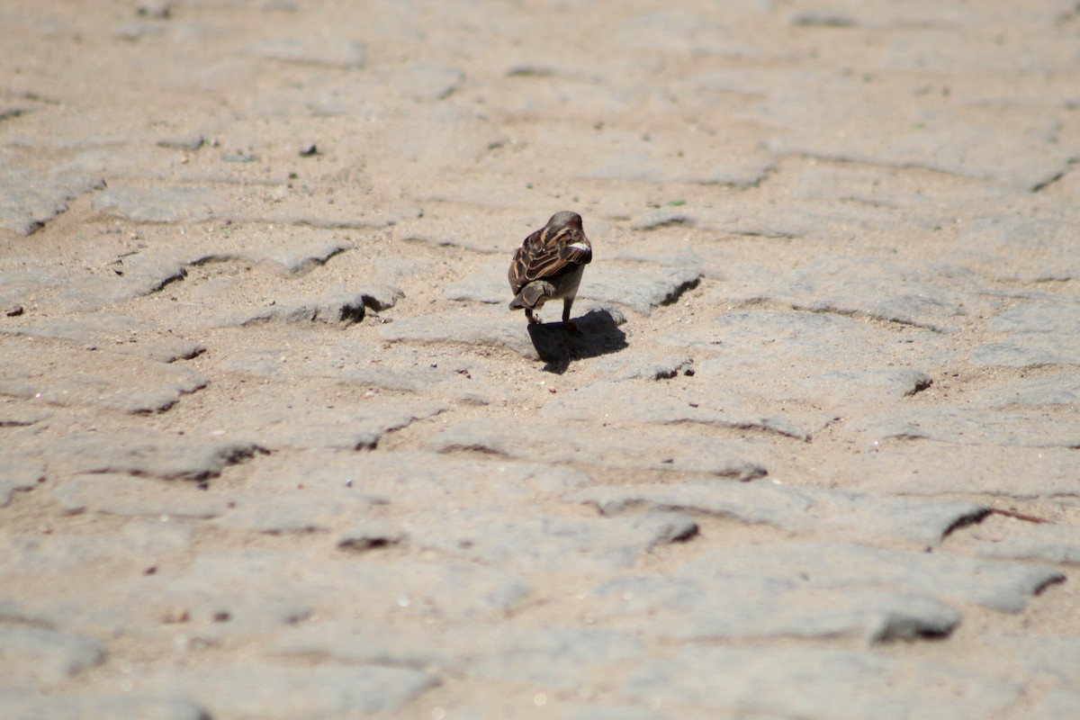 Serçe - ML647126499