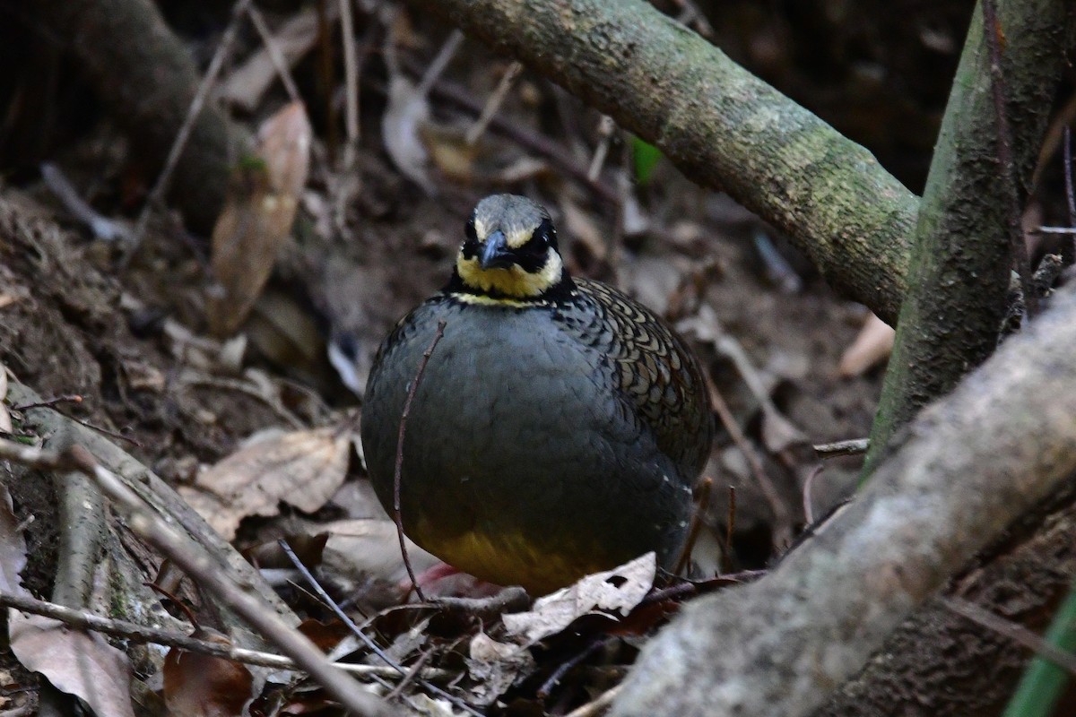 Taiwan Partridge - ML647126506