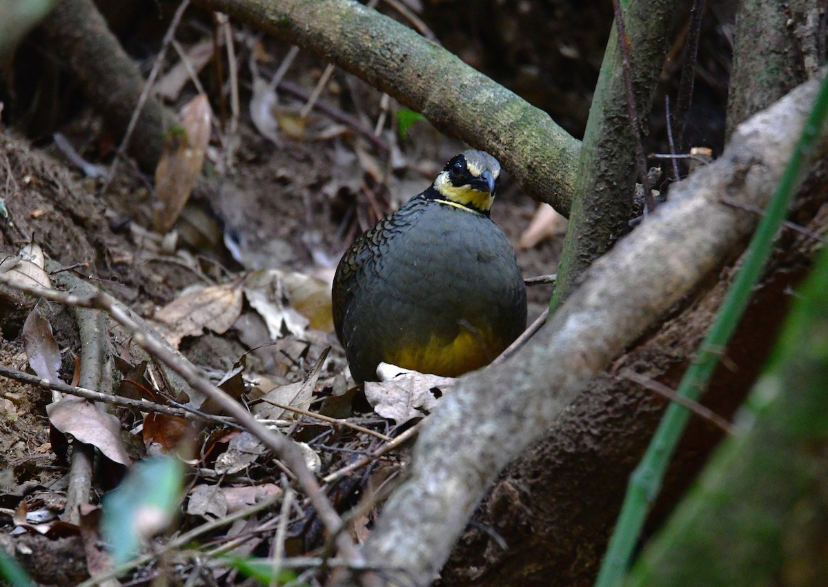 Taiwan Partridge - ML647126508