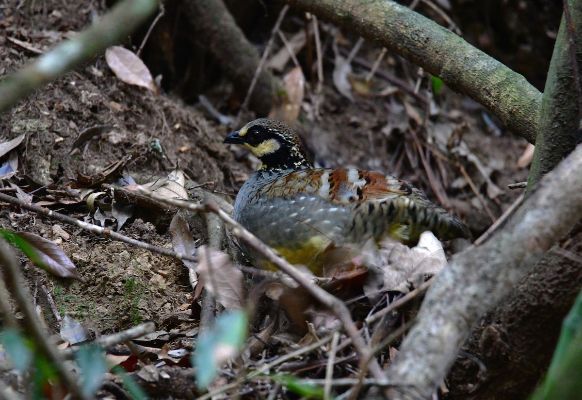Taiwan Partridge - ML647126509