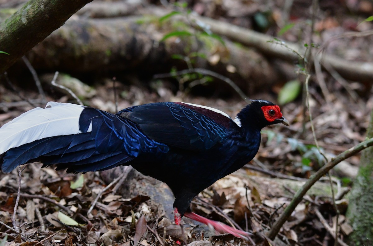 Swinhoe's Pheasant - ML647126516