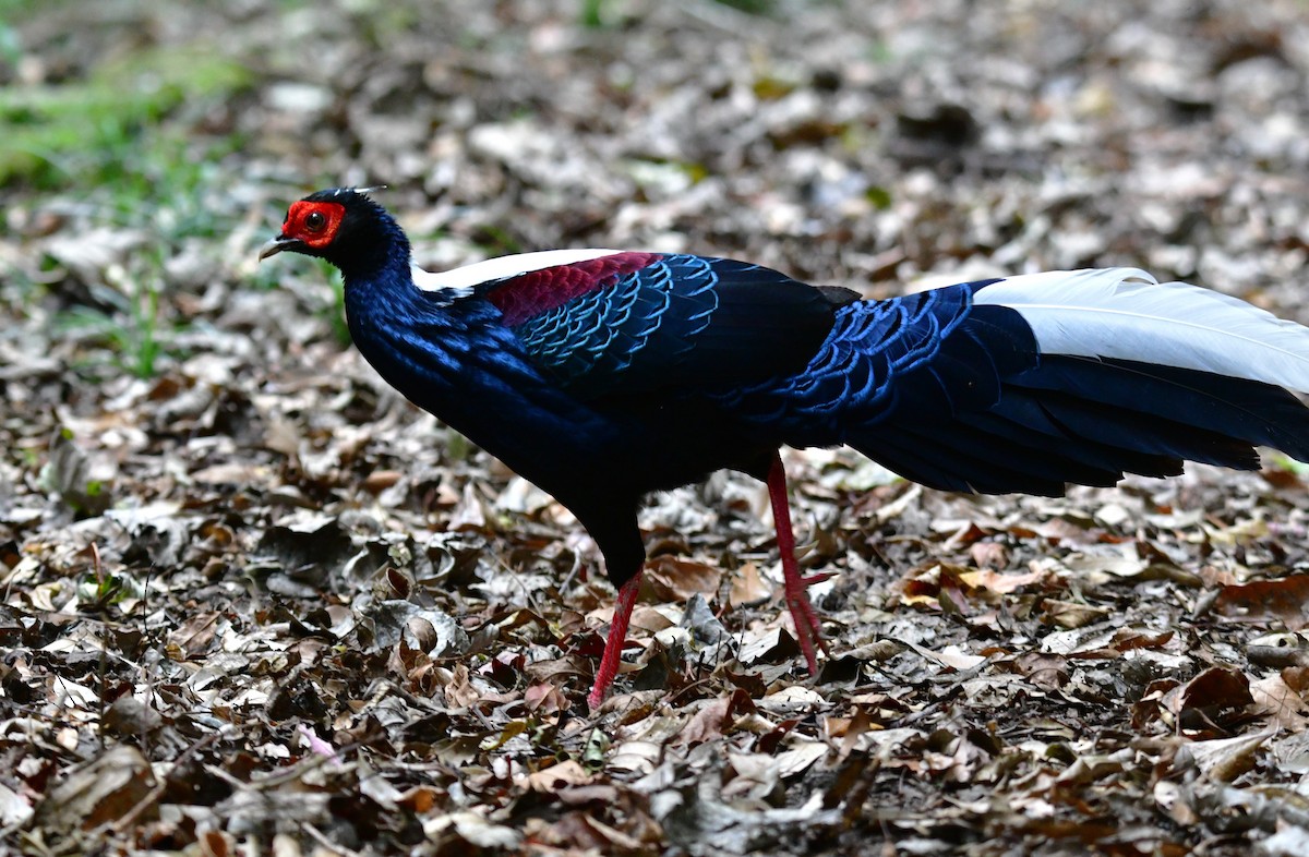 Swinhoe's Pheasant - ML647126518