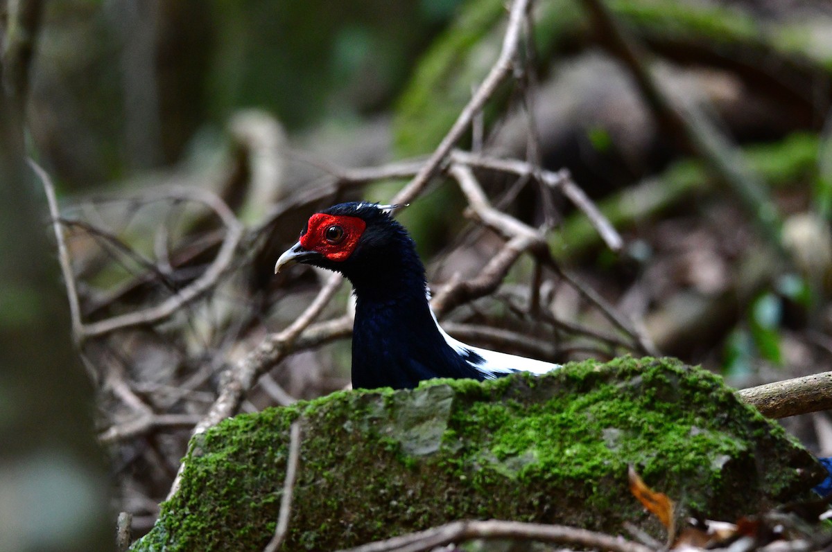 Swinhoe's Pheasant - ML647126519