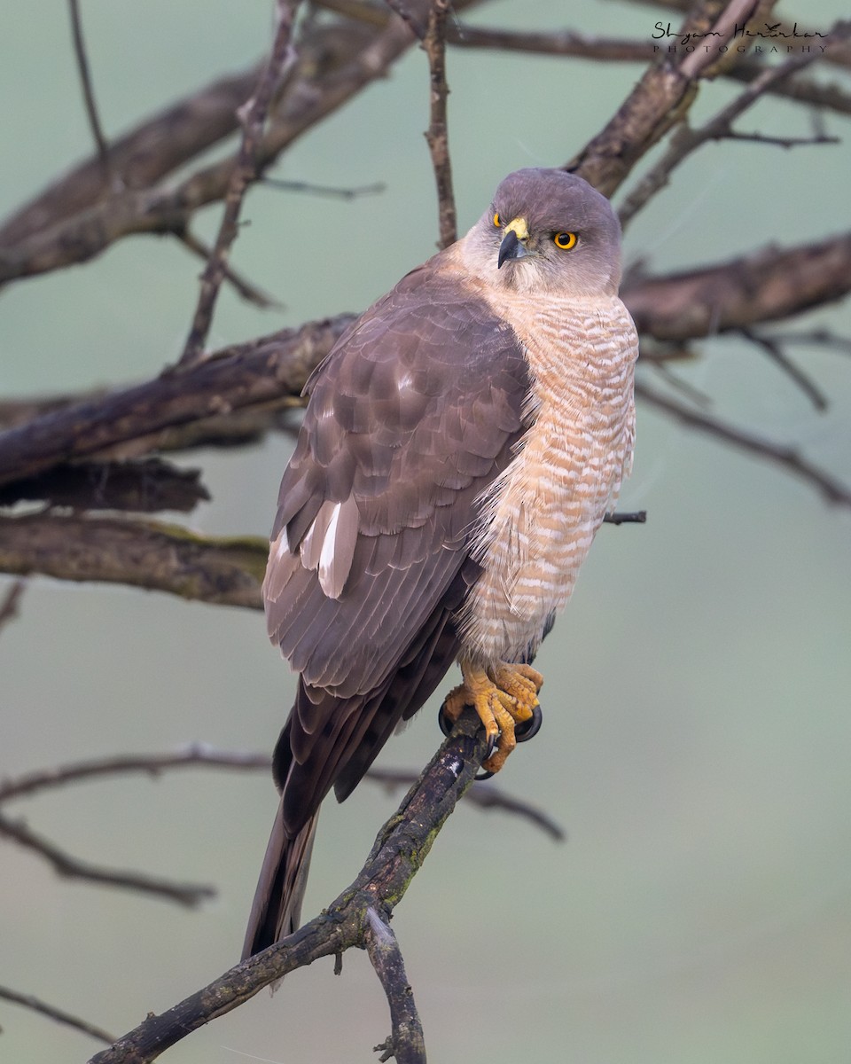 Shikra - ML647126526