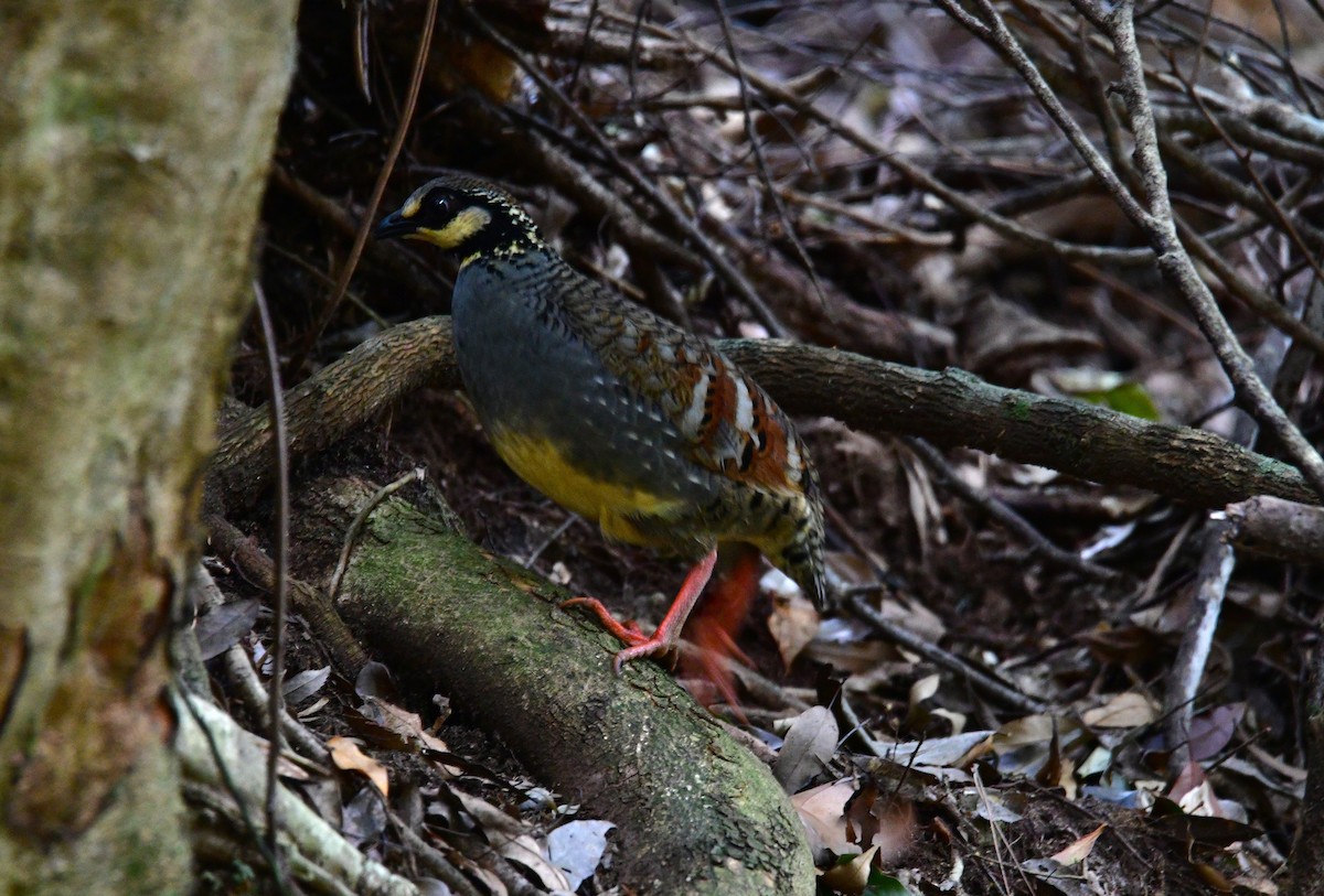Taiwan Partridge - ML647126534