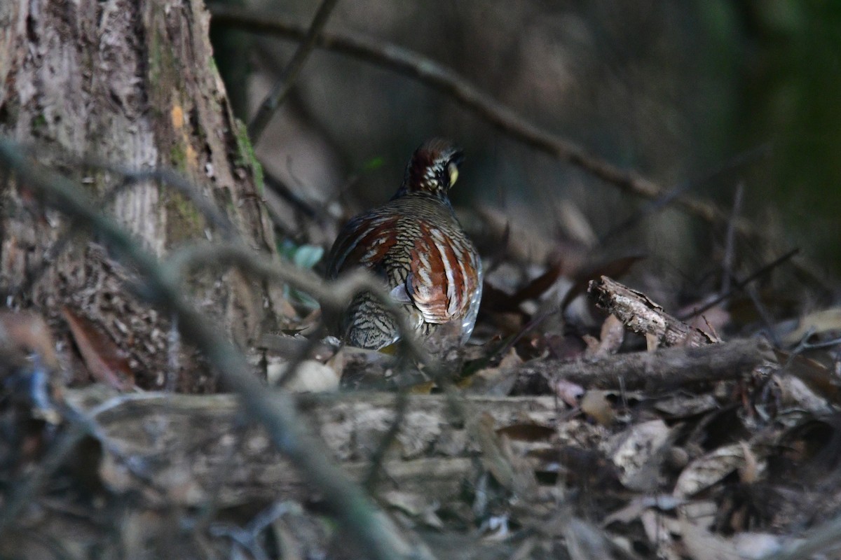 Taiwan Partridge - ML647126535