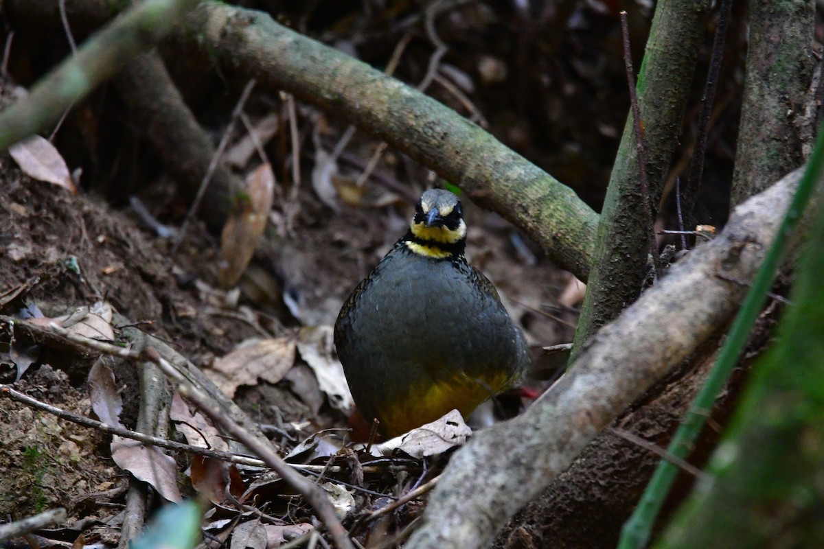 Taiwan Partridge - ML647126536