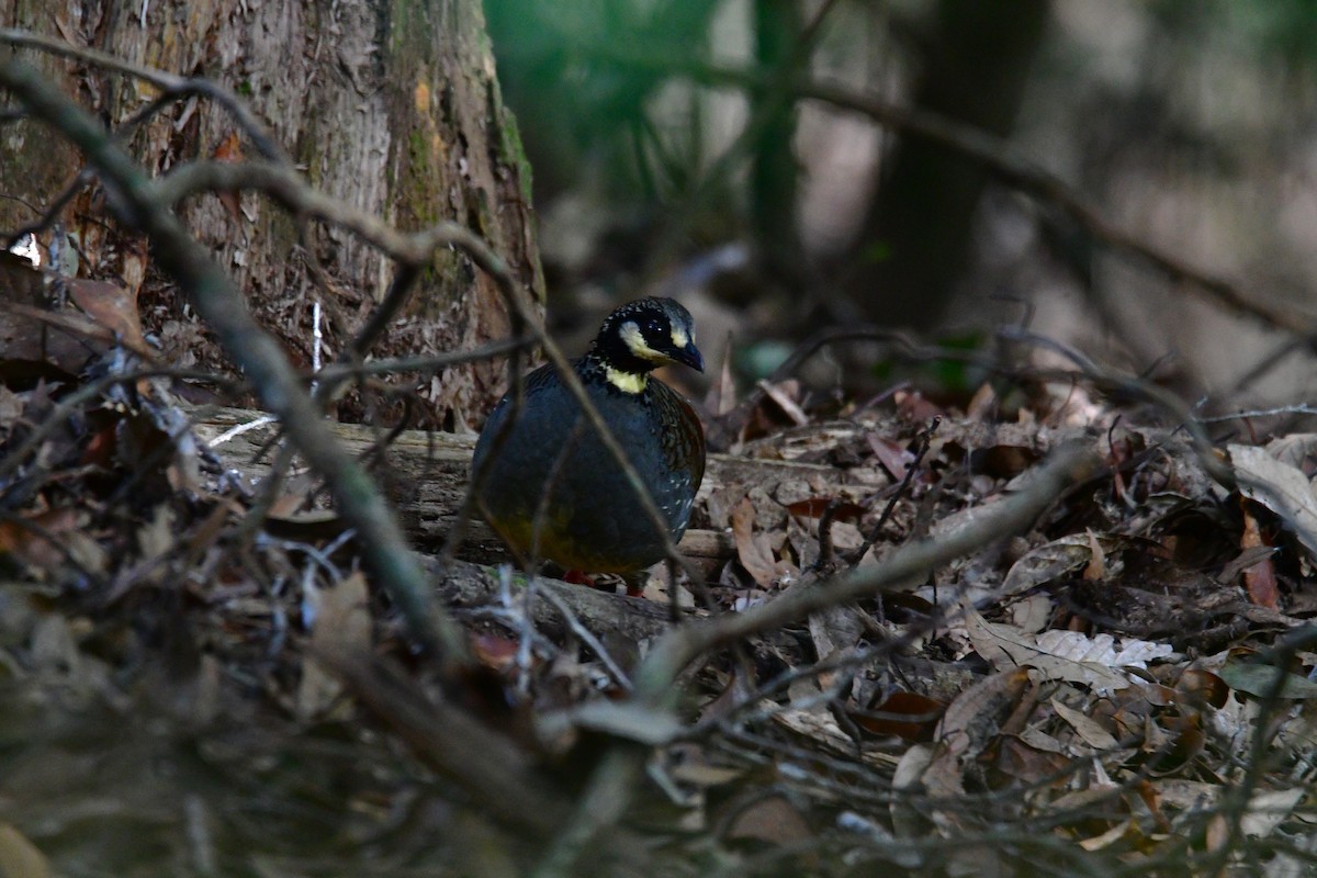 Taiwan Partridge - ML647126537