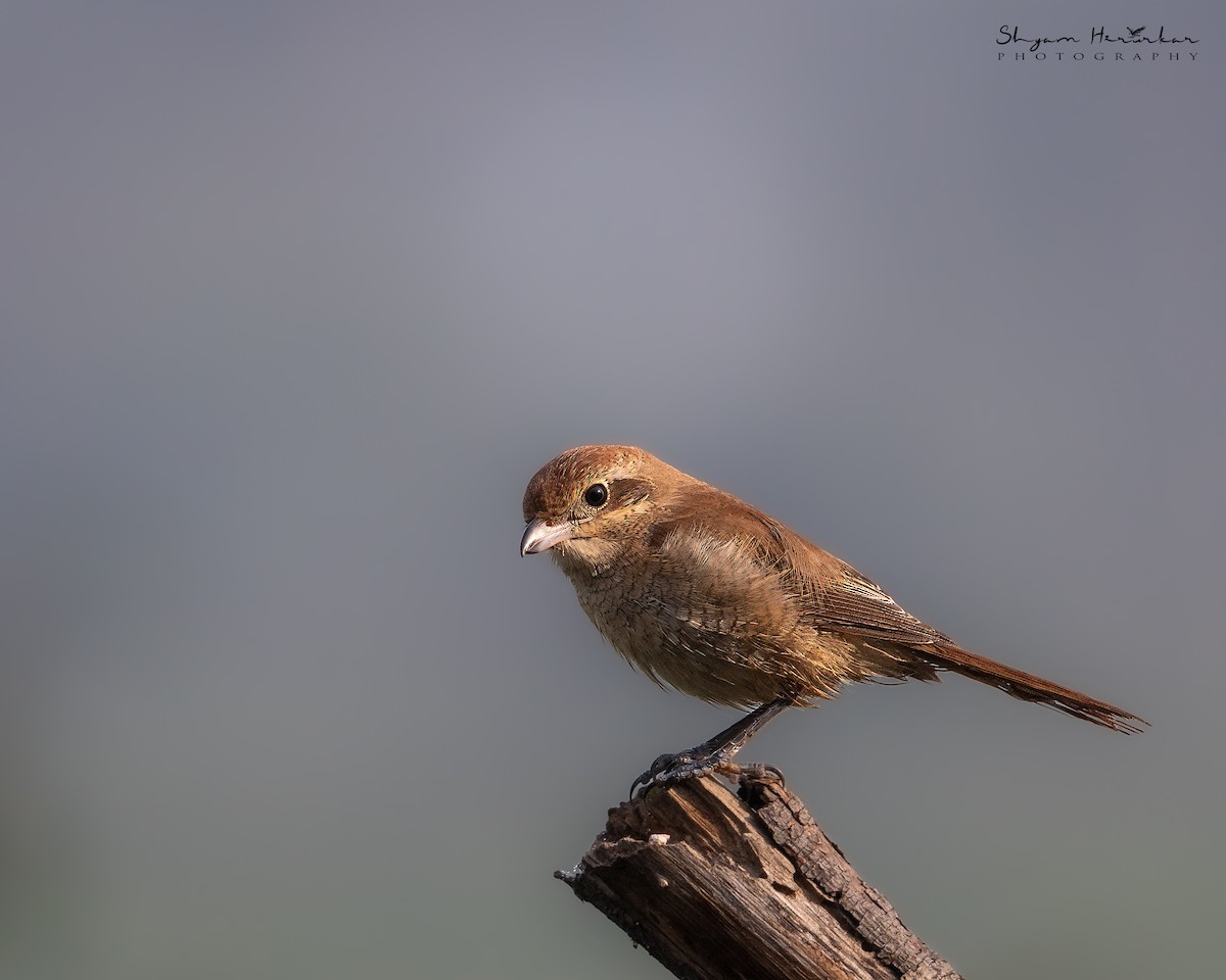 Brown Shrike - ML647126539