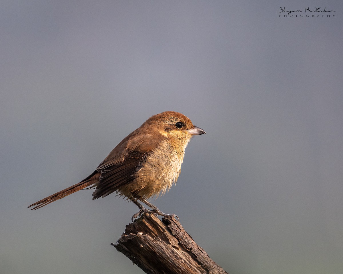 Brown Shrike - ML647126540