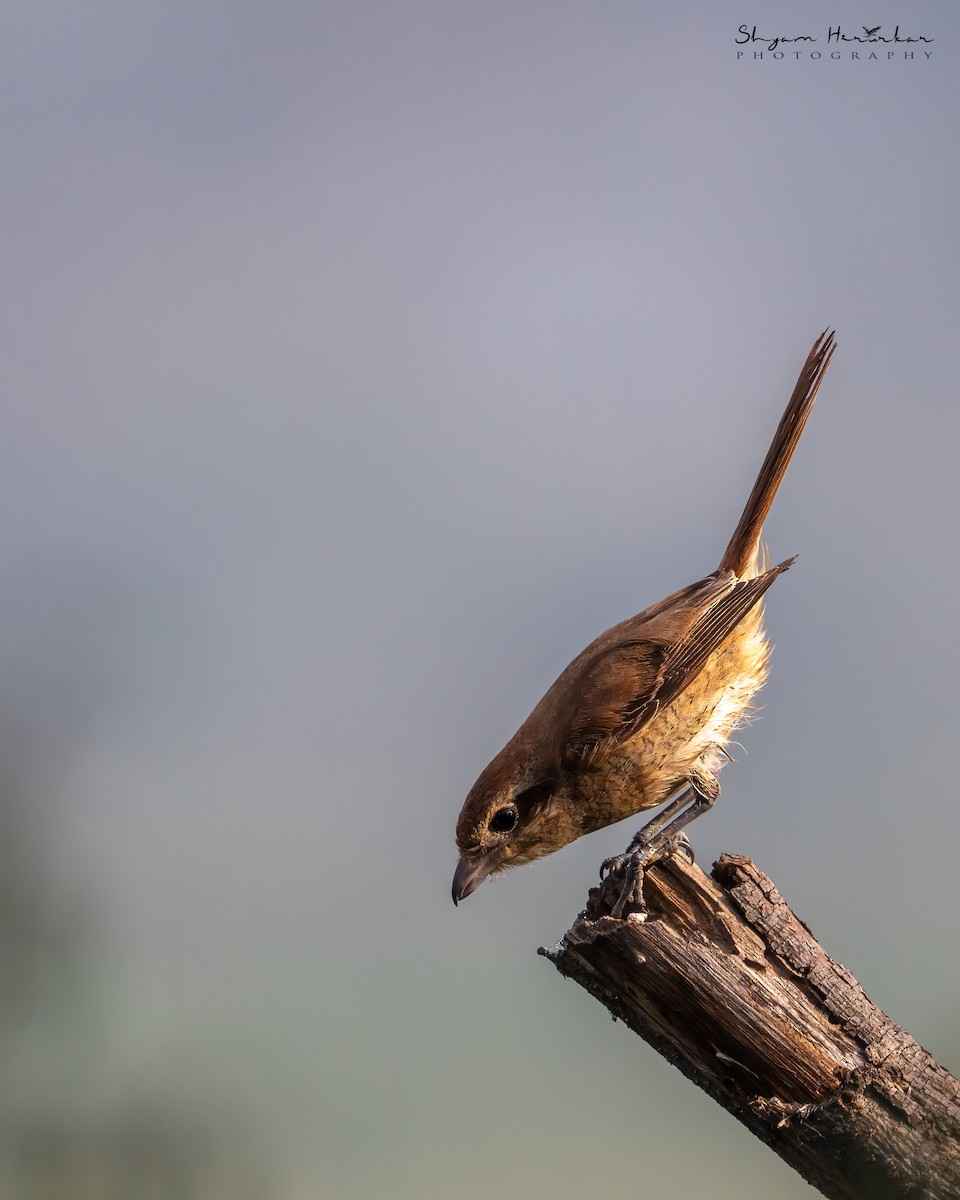 Brown Shrike - ML647126541
