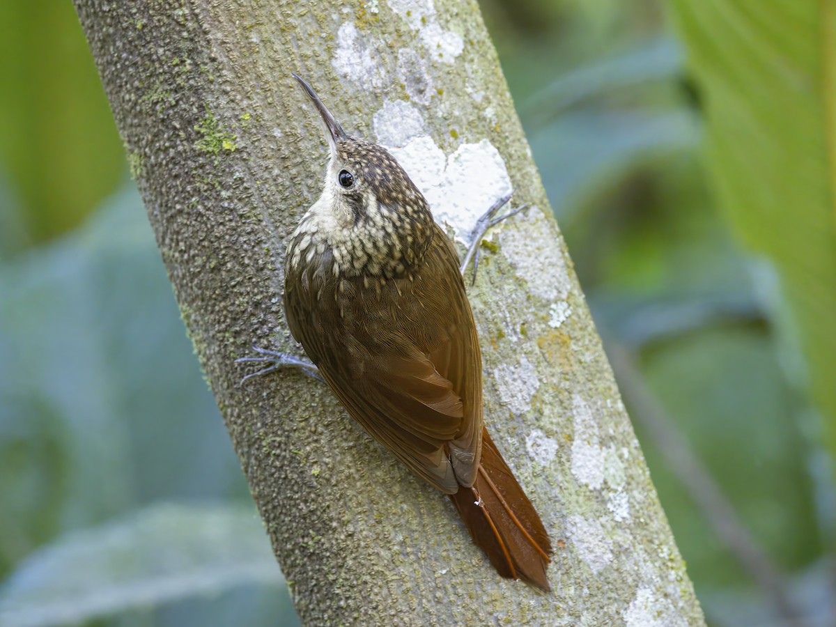 Lesser Woodcreeper - ML647126542