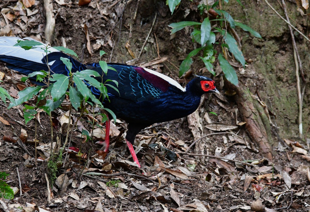 Swinhoe's Pheasant - ML647126543
