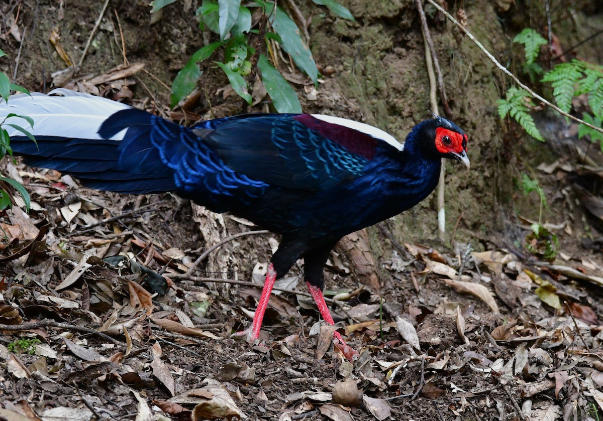 Swinhoe's Pheasant - ML647126544