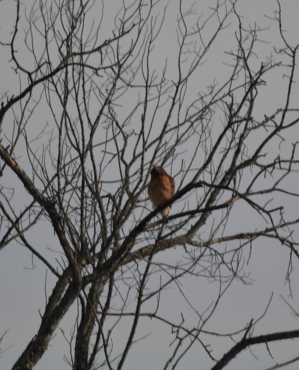 Rotschulterbussard - ML647126553