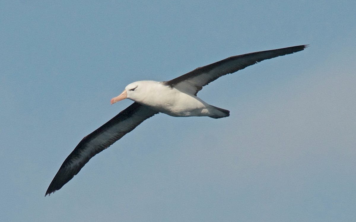 אלבטרוס שחור-גבות - ML647126568