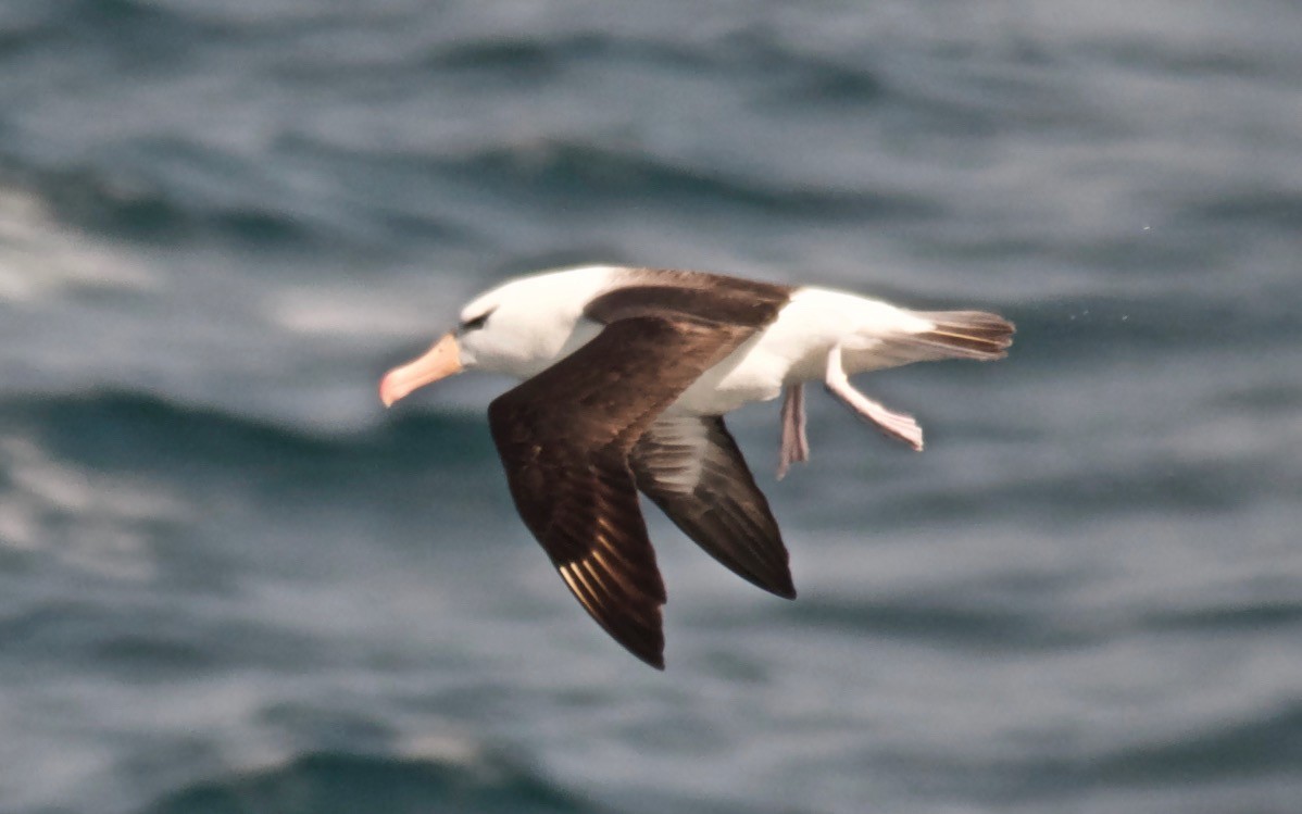אלבטרוס שחור-גבות - ML647126572