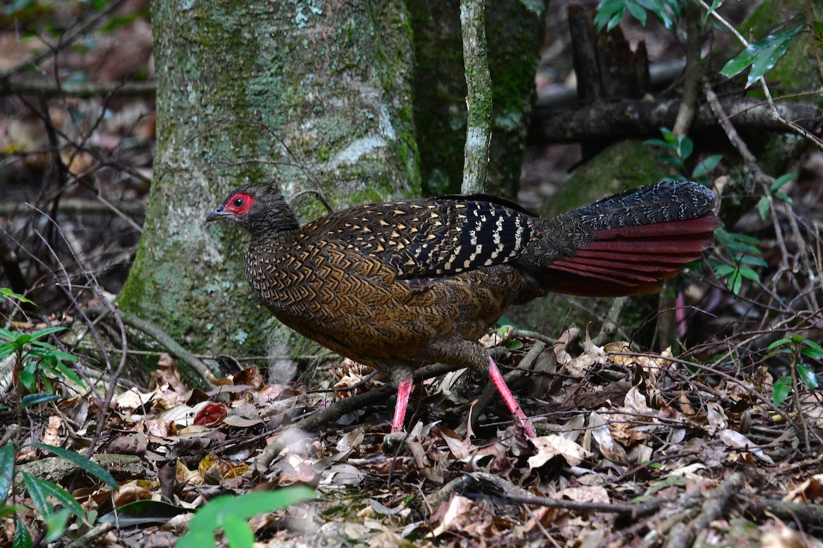 Swinhoe's Pheasant - ML647126577