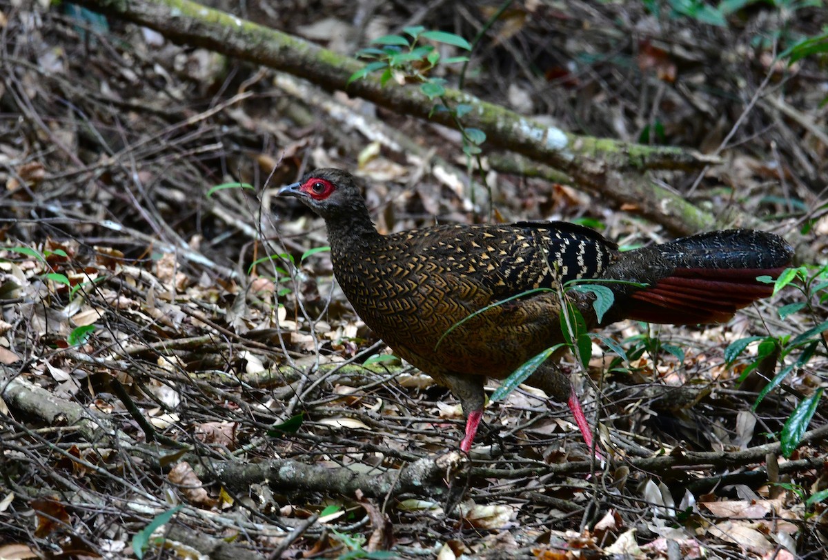 Swinhoe's Pheasant - ML647126579
