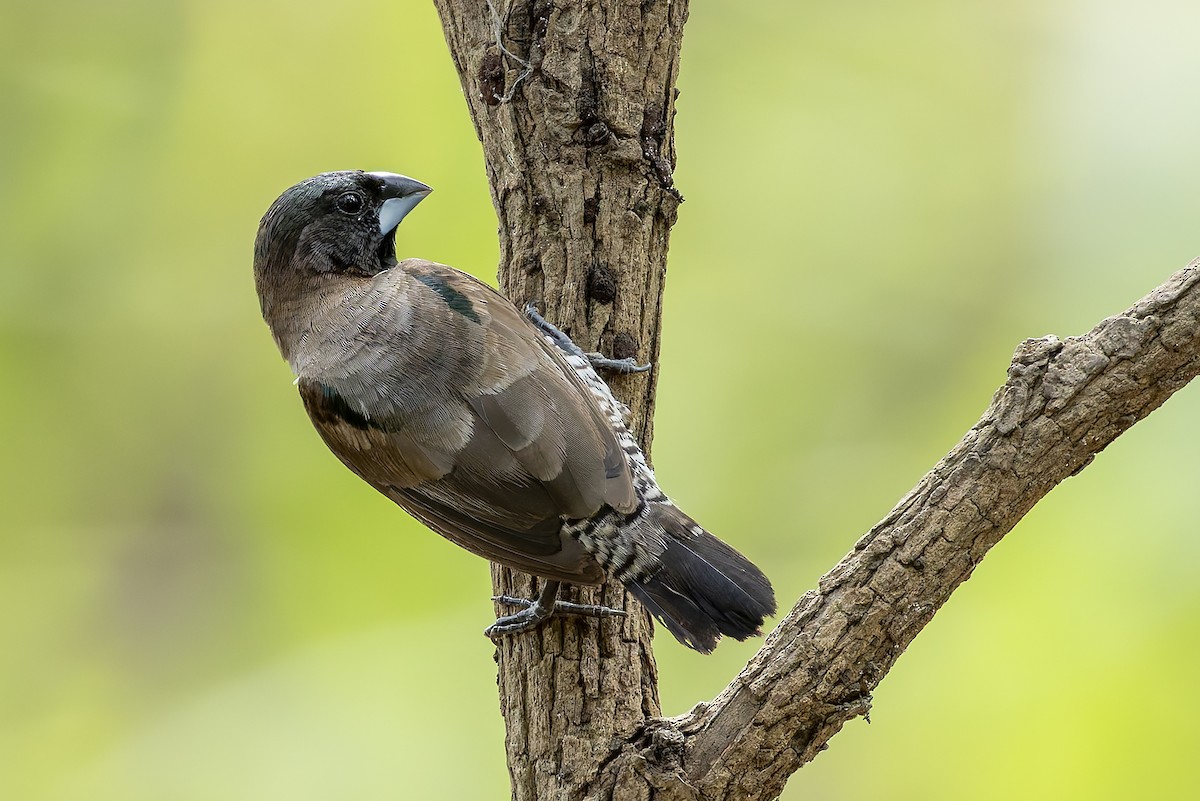 Bronze Mannikin - ML647126580