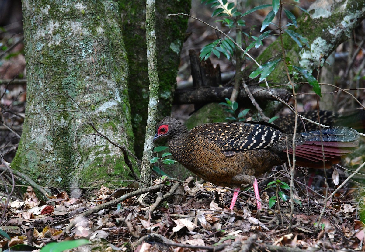 Swinhoe's Pheasant - ML647126581