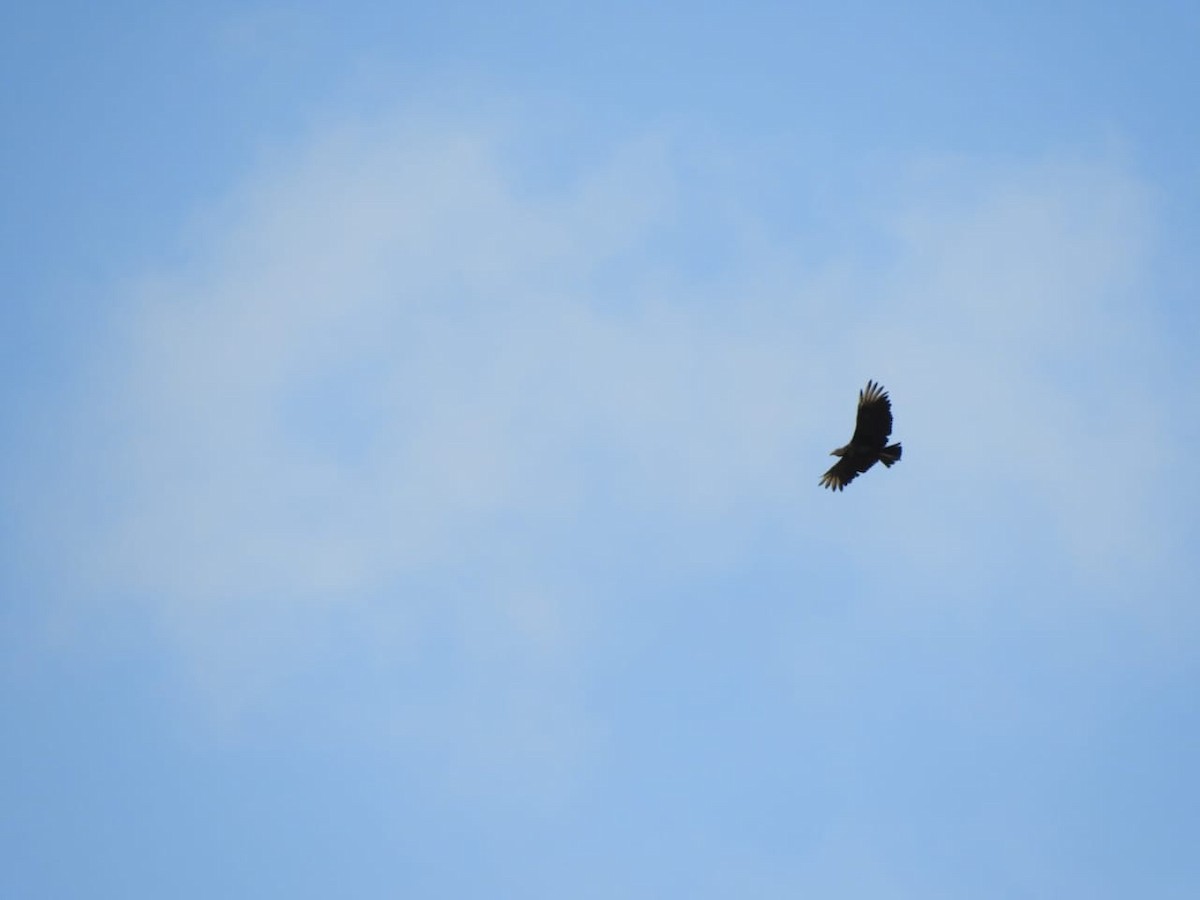 Urubu noir - ML647126582