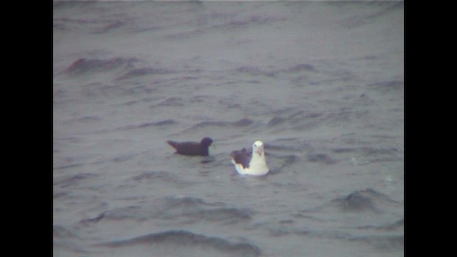 Чернобровый альбатрос (melanophris) - ML647126584