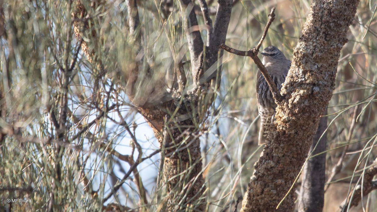 lezčík proužkobřichý - ML647126586