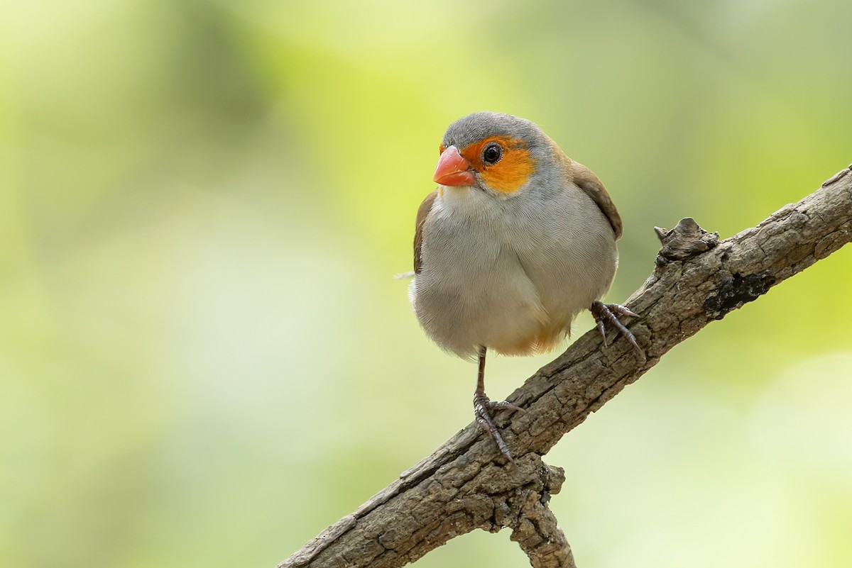 Al Yanaklı Mumgaga - ML647126587