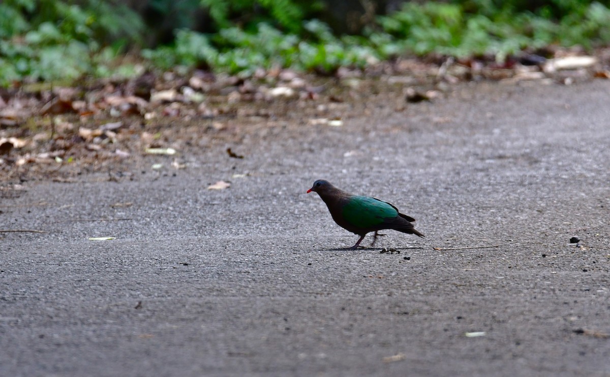Asian Emerald Dove - ML647126594