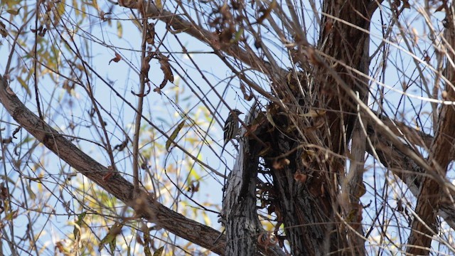 Пищуховая древесница - ML647126596