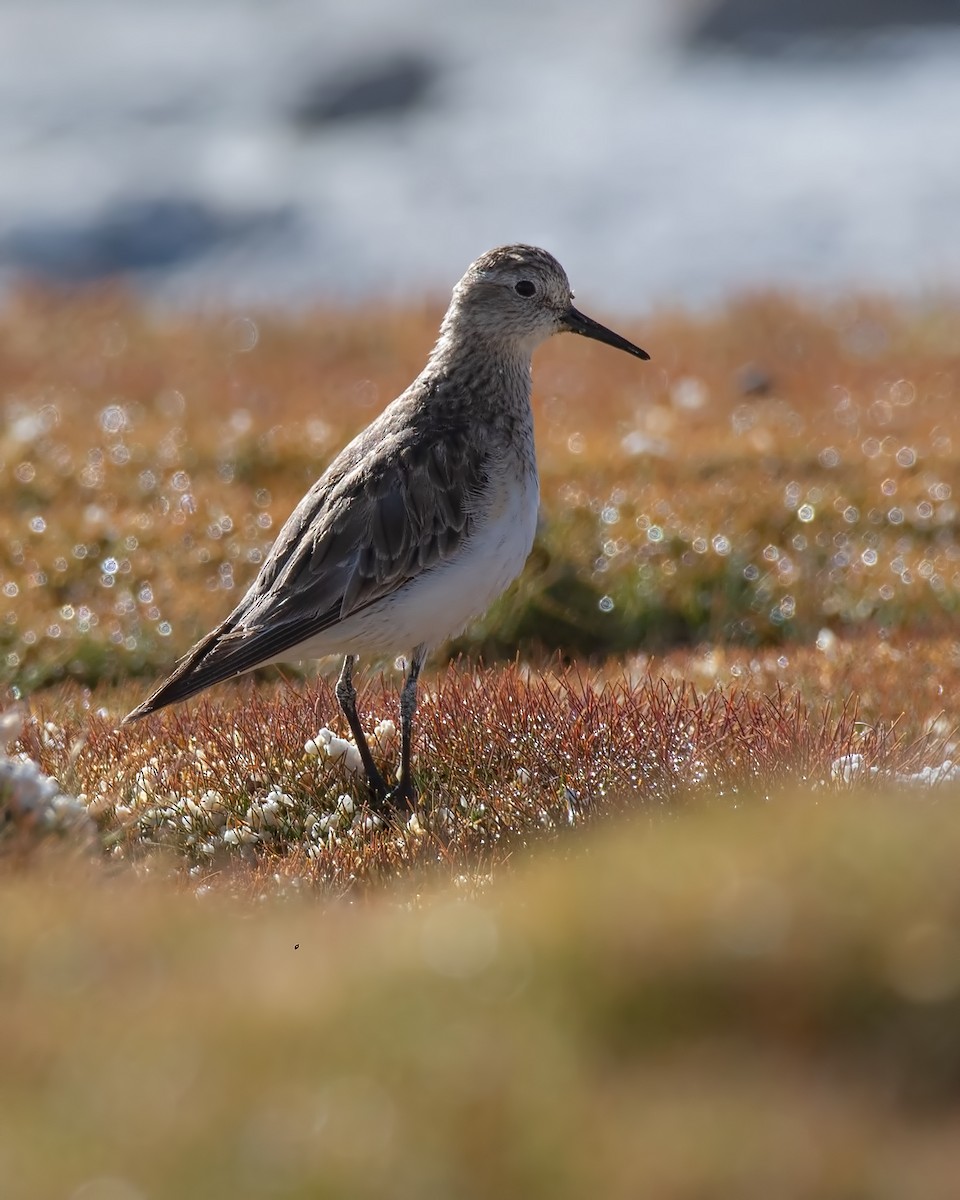 Baird's Sandpiper - ML647126612