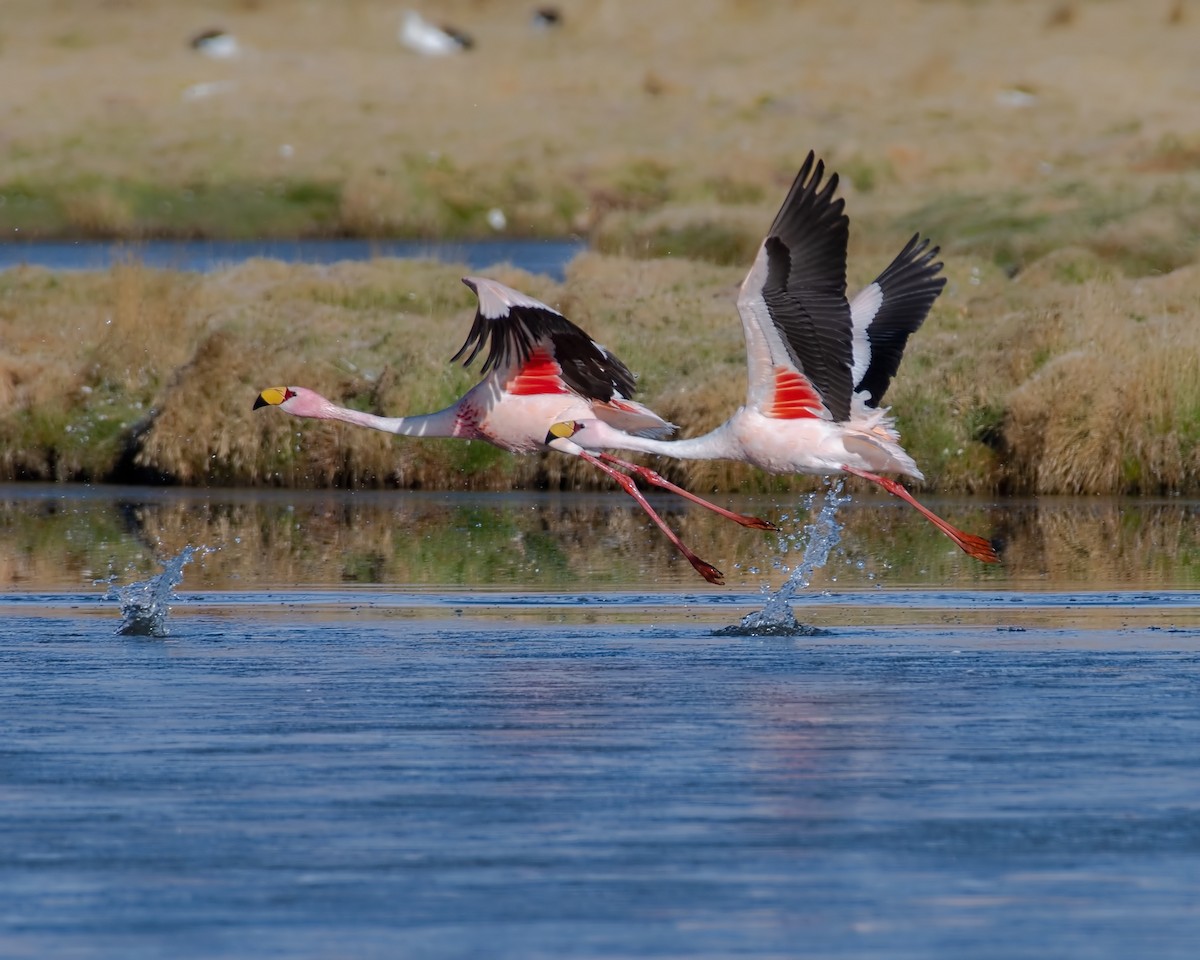 James's Flamingo - ML647126615
