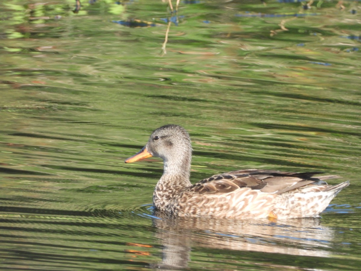 Серая утка - ML647126616