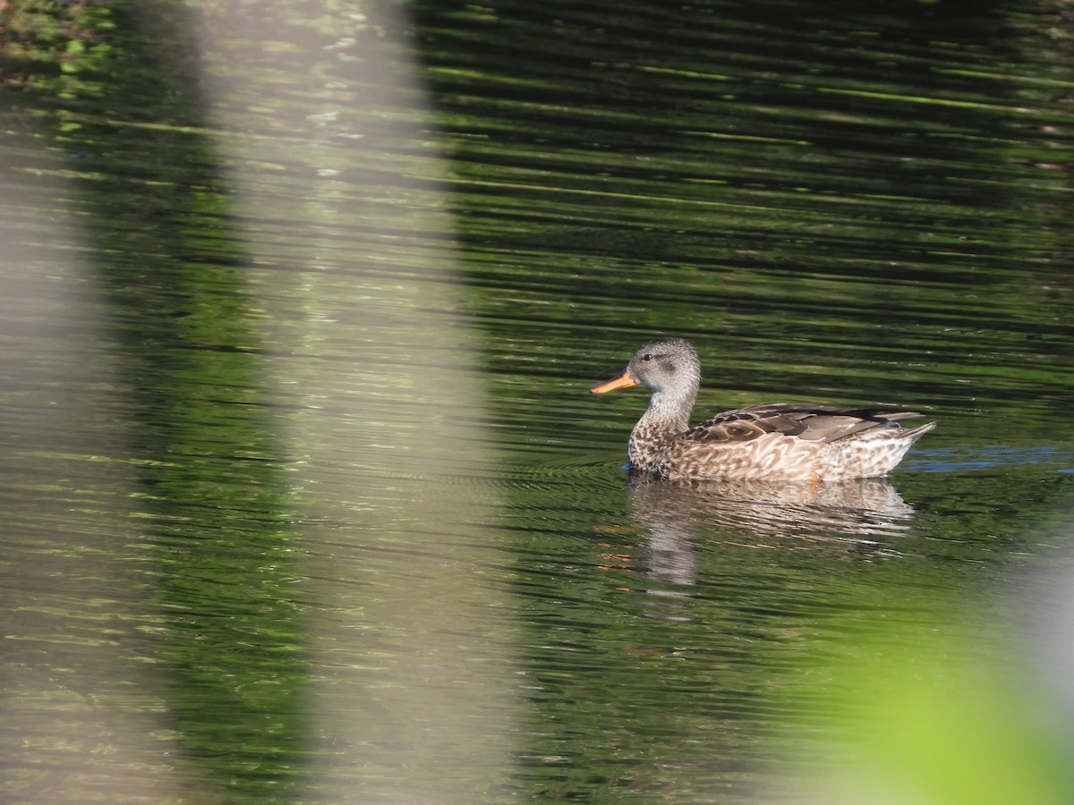 Серая утка - ML647126617