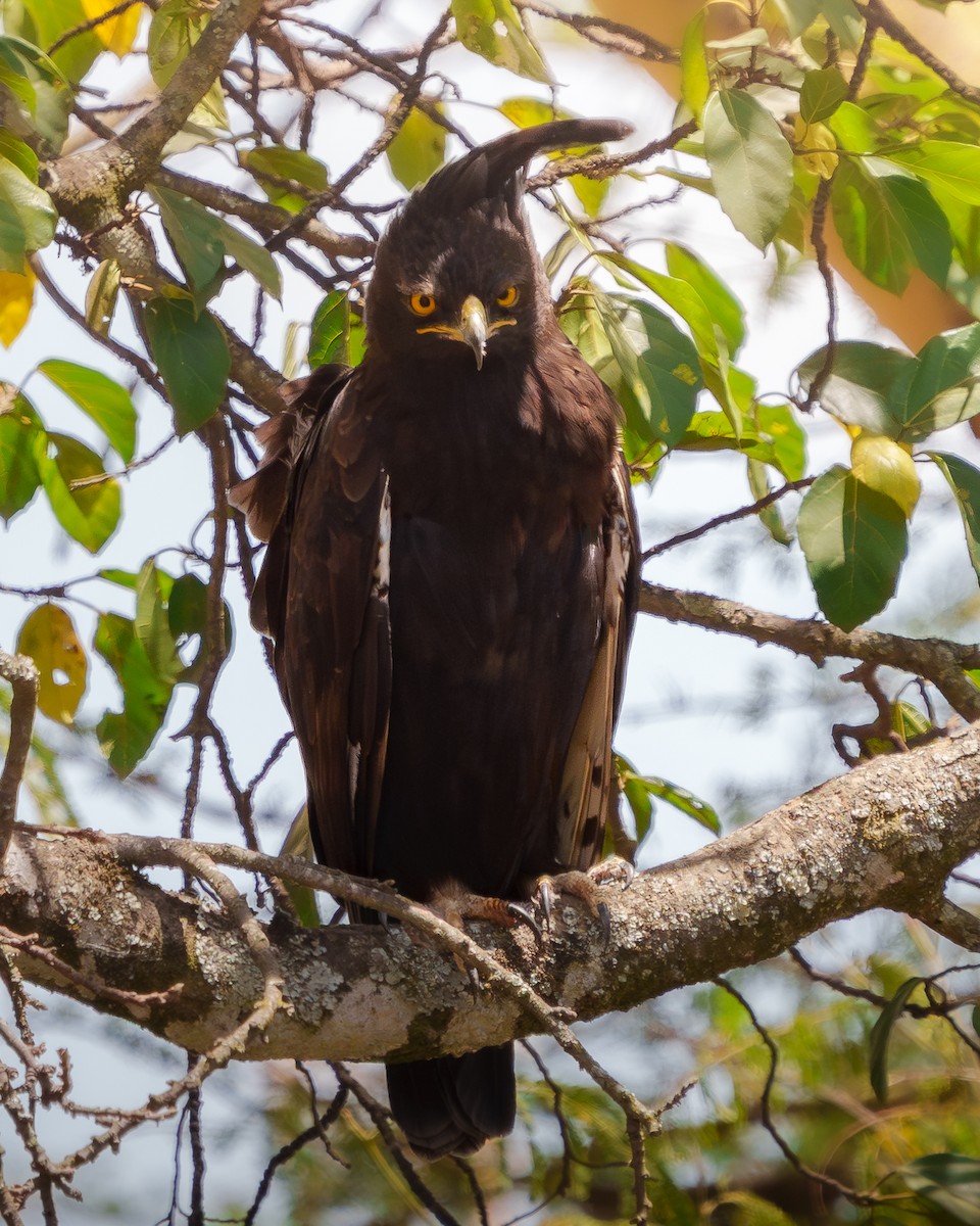 Long-crested Eagle - ML647126634
