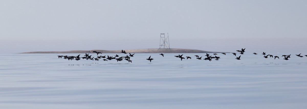 Common Scoter - ML647126635