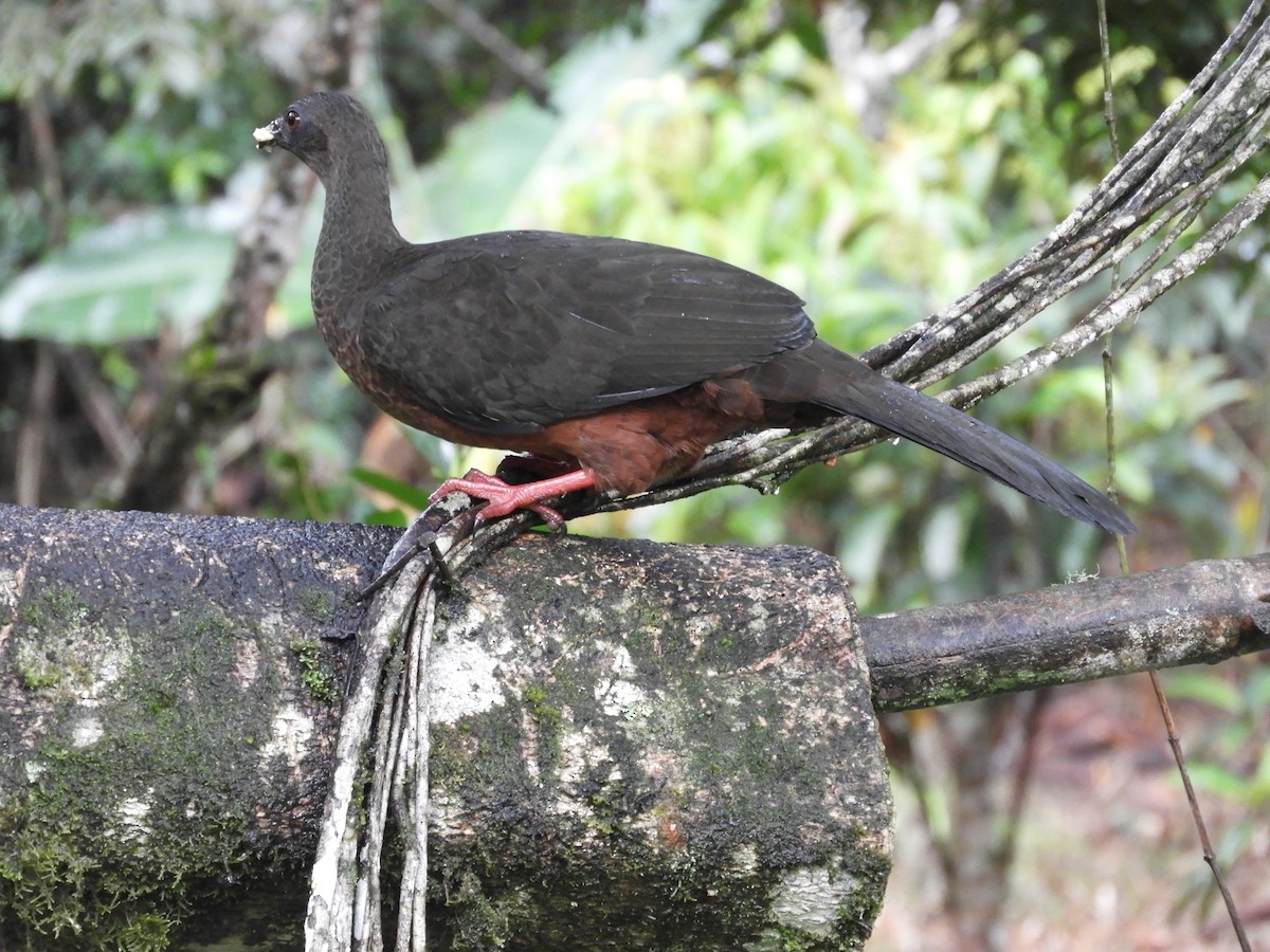 Sickle-winged Guan - ML647126641