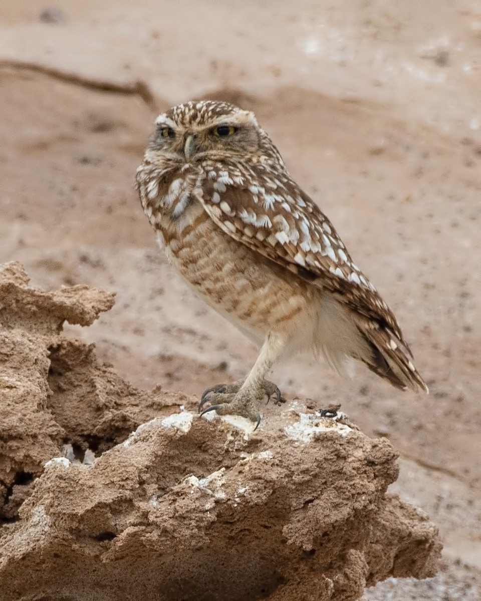 Burrowing Owl - ML647126644