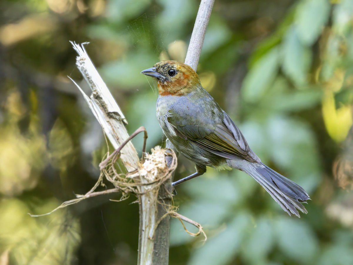 Chestnut-headed Tanager - ML647126653