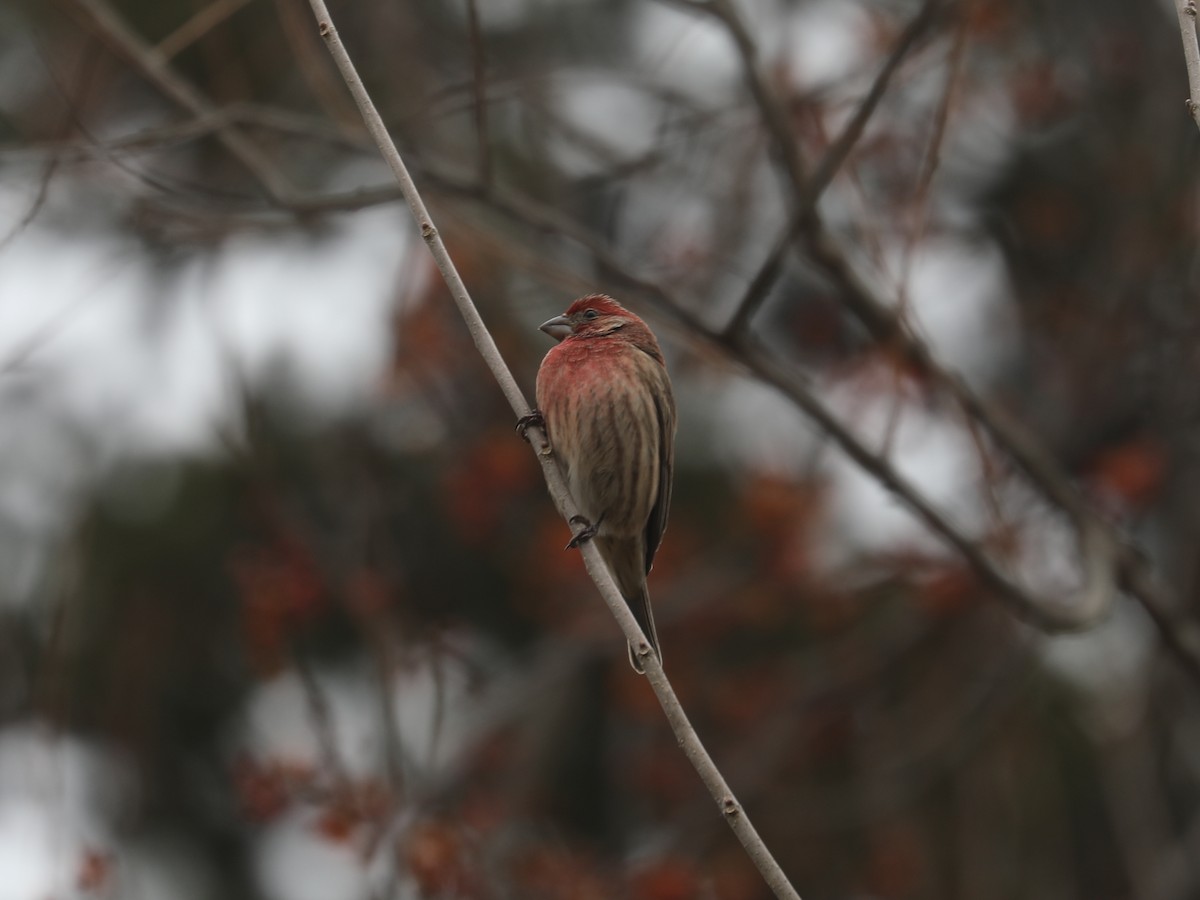 Roselin familier - ML647126654