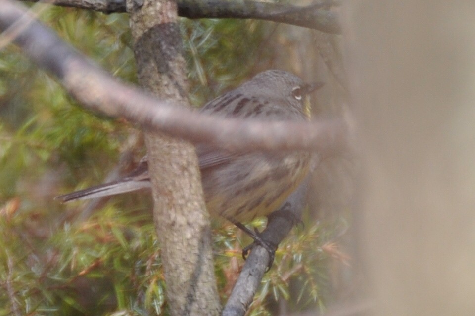 Kirtland's Warbler - ML647126682
