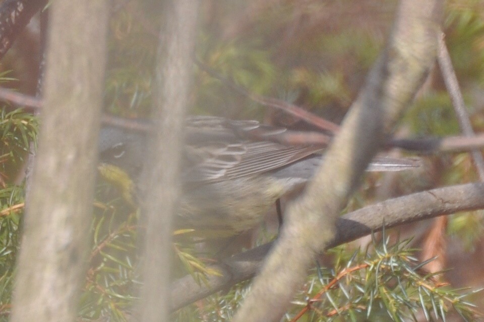 Kirtland's Warbler - ML647126683