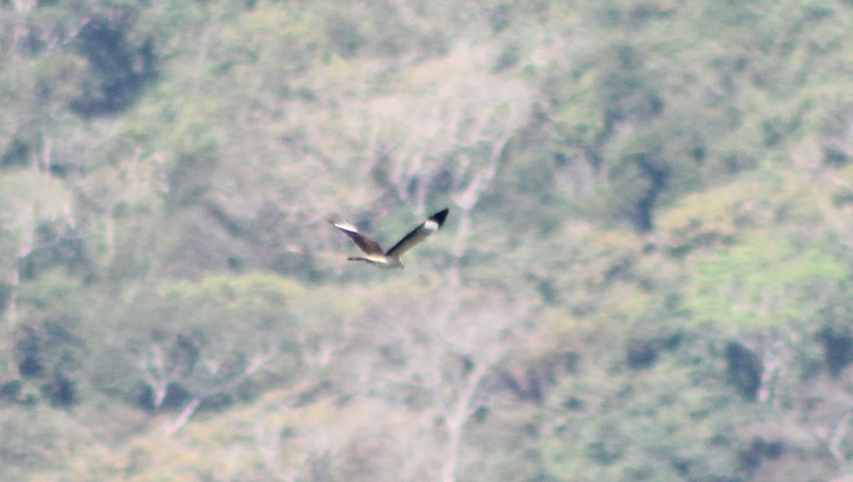 Sarı Başlı Karakara - ML647126693