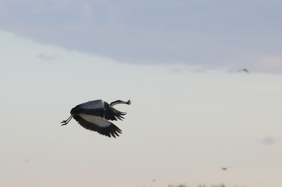 Black-headed Heron - ML647126703